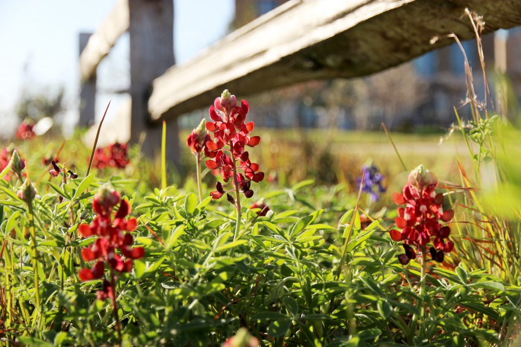 Red flower