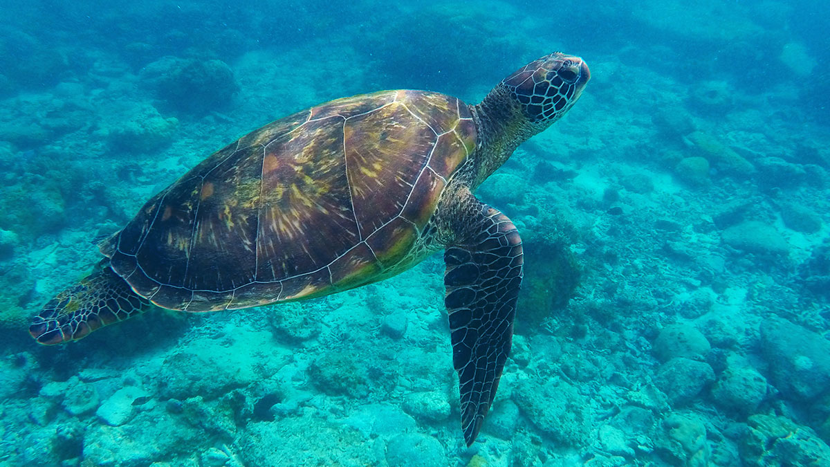 An olive ridley sea turtle swimming.