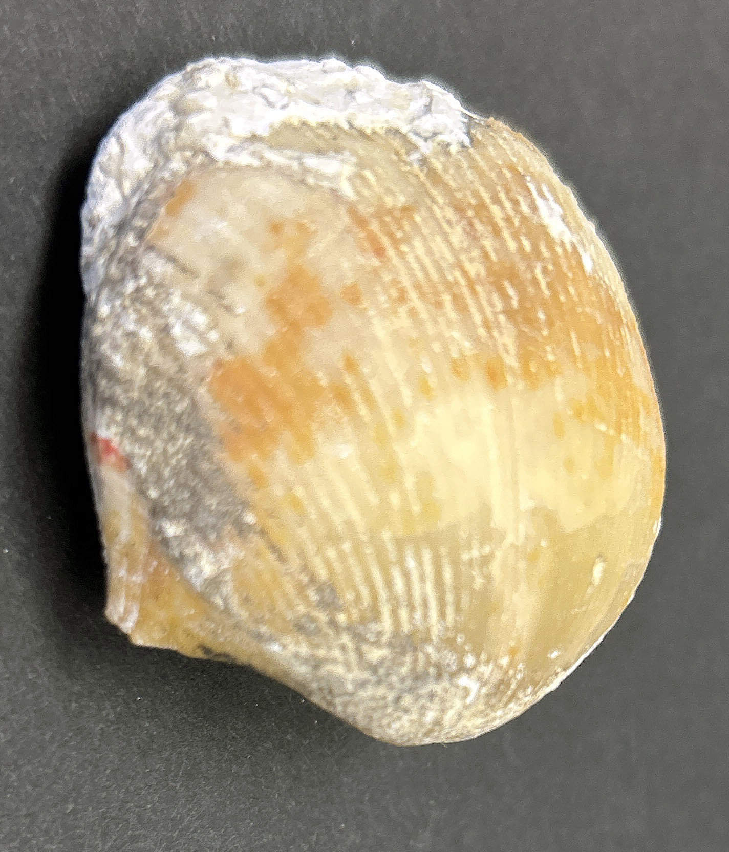 A carboniferous brachiopod found in Russia's Ural Mountains