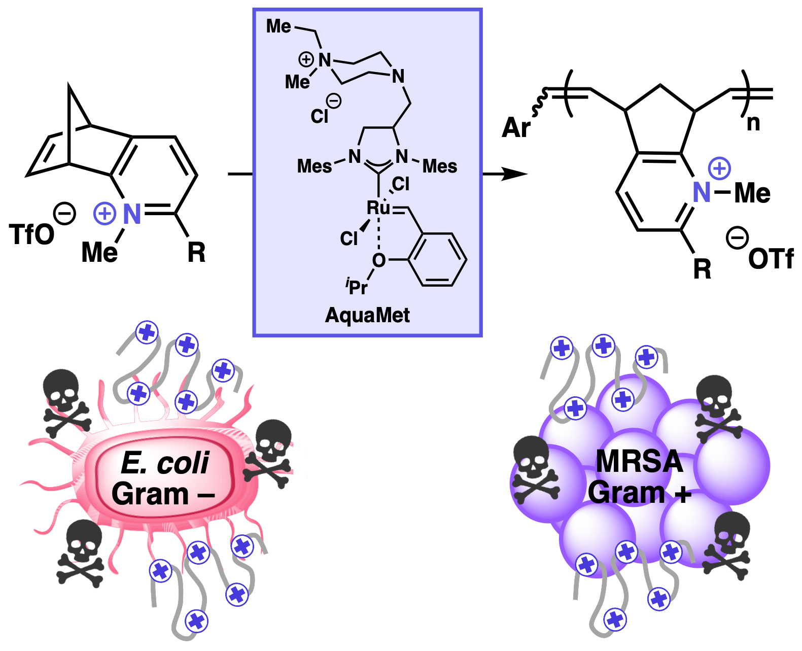 Graphic illustrating the chemical synthesis of new charged polymers as antibacterial agents using a ruthenium catalyst