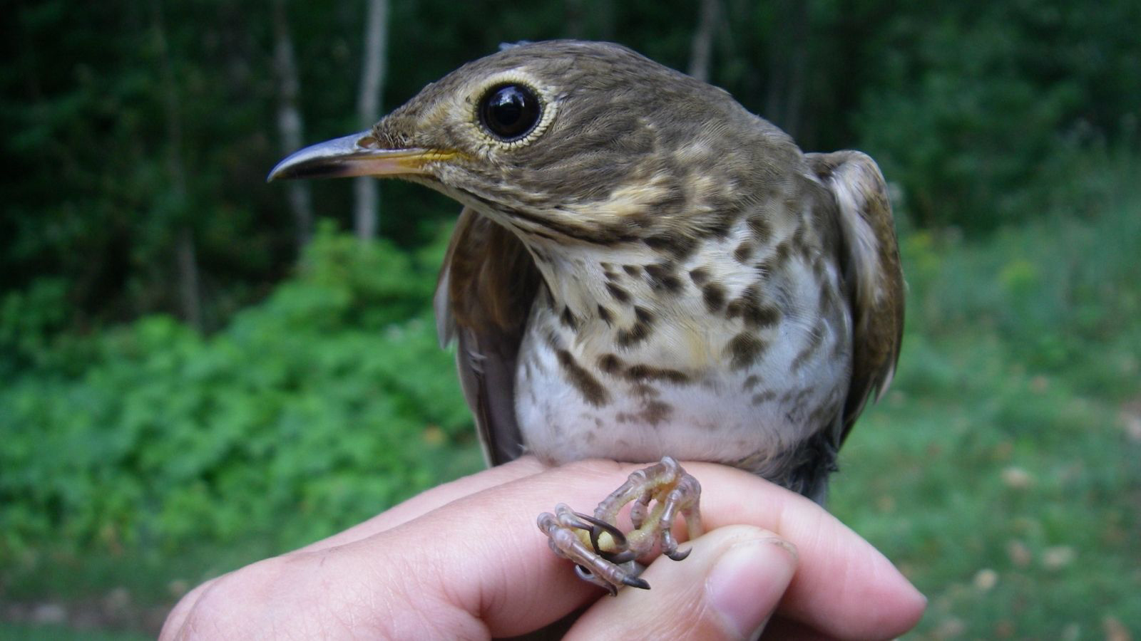 A Swainson's thrush, one of the birds studied by Texas A&amp;M biologist Kira Delmore