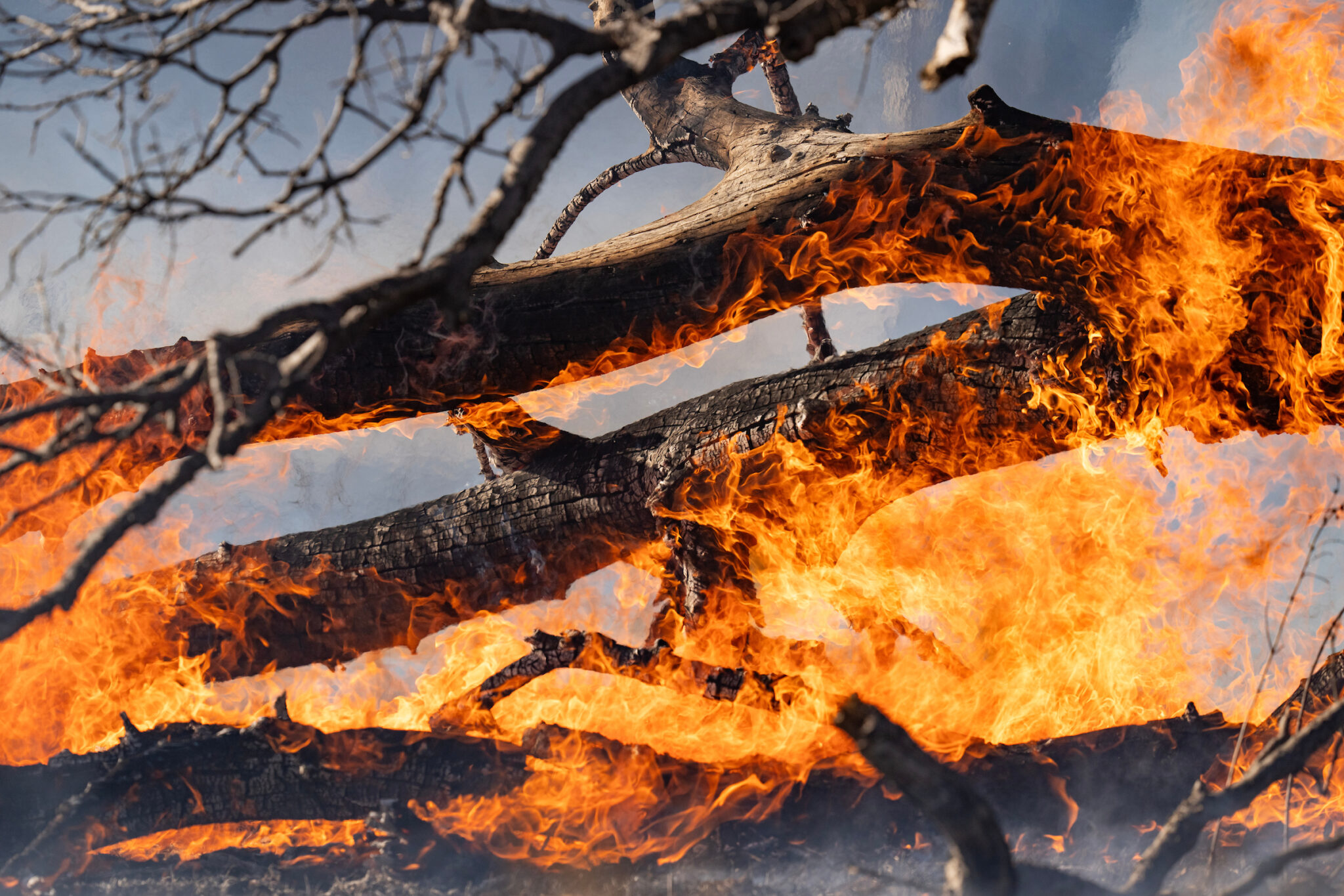 Flames engulf a tree as high winds reignite parts of the Smokehouse Creek fire outside of Miami, Texas, on March 2, 2024