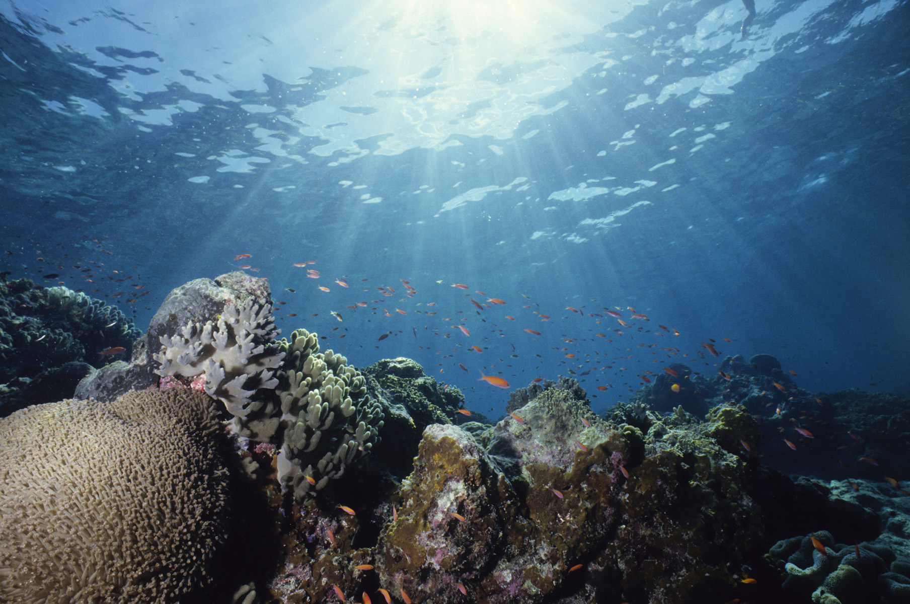 Close-up underwater shot of a colorful reef