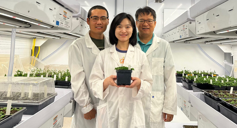 Three researchers wearing white lab coats -- one holding a plant -- stand in a brightly lit plant biology laboratory on the Texas A&M University campus